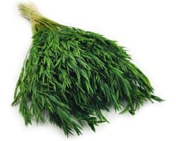Dekogras haver gedroogd gras siergras natuurlijke decoratie flessengroen