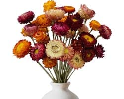 Gedroogde bloemen, droogbloemen, decoratie